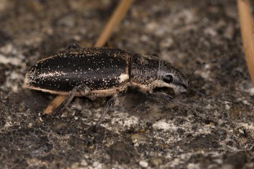 Réf. 307 373 : Brachyderes lusitanicus
