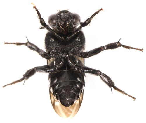 Thyreus ramosus