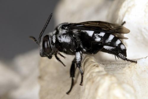 Thyreus ramosus