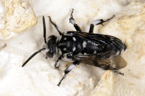 Thyreus ramosus