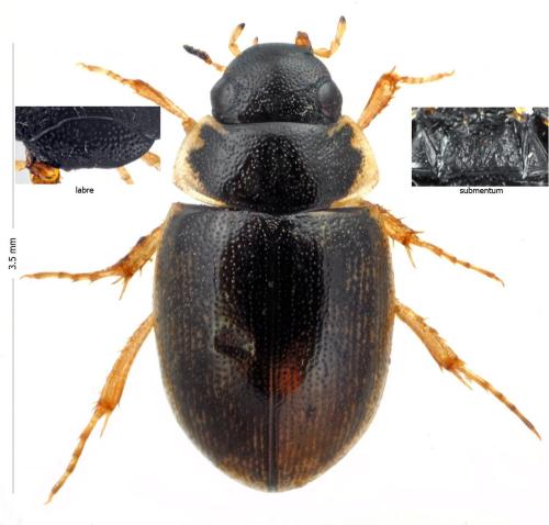 Laccobius atratus