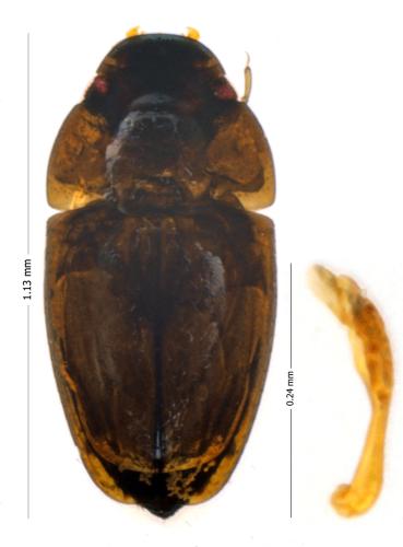 Limnebius myrmidon