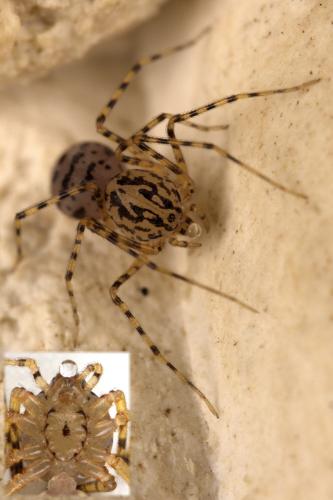 Réf. 307 710 : Scytodes thoracica