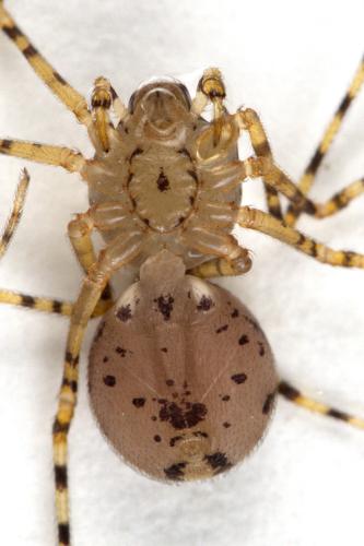 Réf. 307 714 : Scytodes thoracica