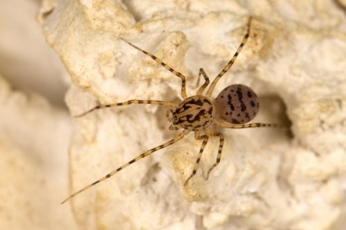 Réf. 307 712 : Scytodes thoracica