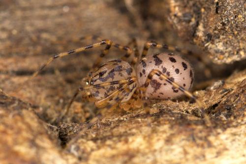 Réf. 307 713 : Scytodes thoracica
