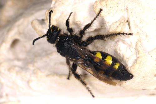 Colpa sexmaculata