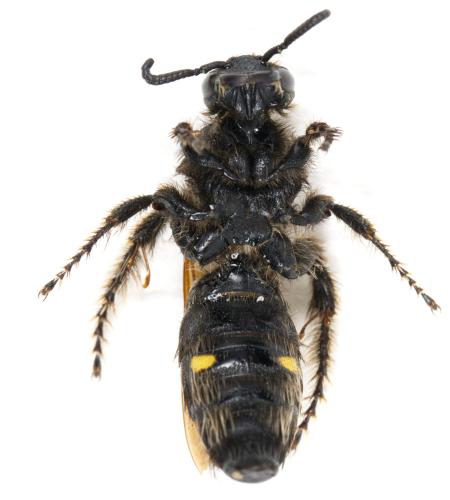 Colpa sexmaculata