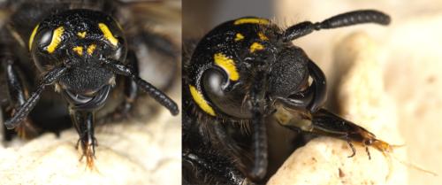 Réf. 307 848 : Colpa sexmaculata