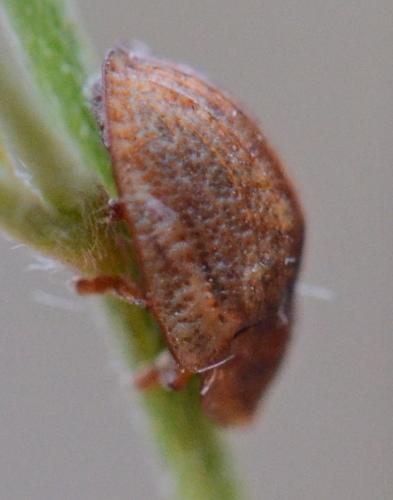 Réf. 307 270 : Hypocassida subferruginea