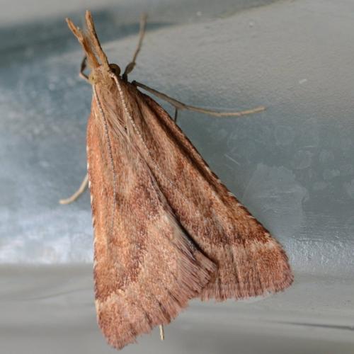 Réf. 307 442 : Synaphe punctalis