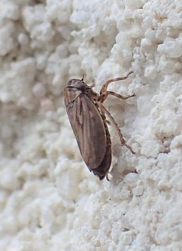 Réf. 307 350 : Anaceratagallia sp.