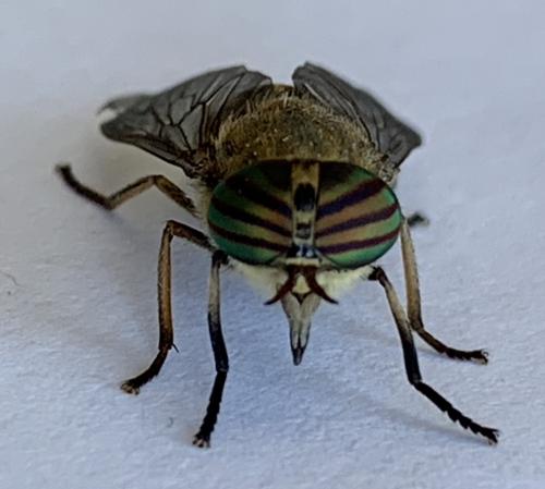 Tabanus quatuornotatus