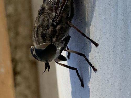 Réf. 307 075 : Tabanus autumnalis