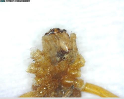 Araneus diadematus