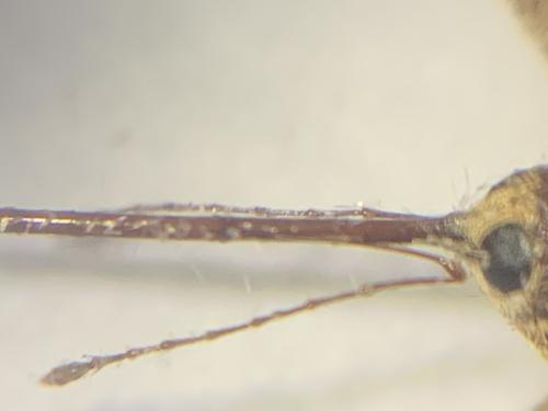 Curculio elephas