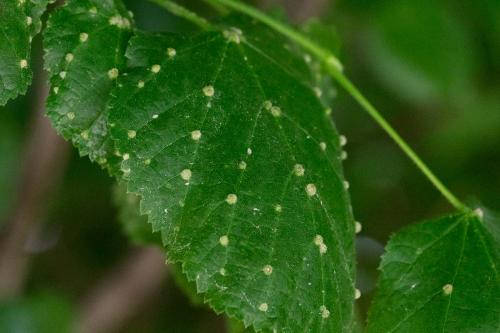Réf. 307 947 : Eriophyes exilis
