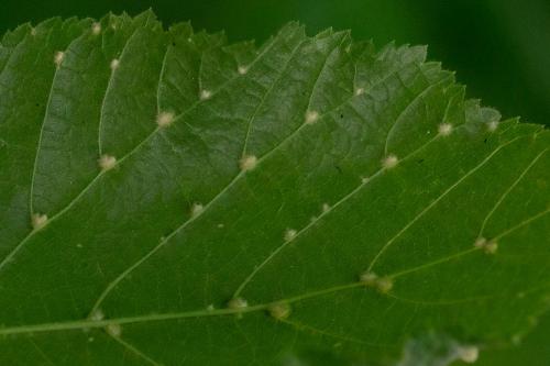 Réf. 307 948 : Eriophyes exilis