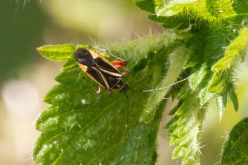 Réf. 307 996 : Hadrodemus m-flavum