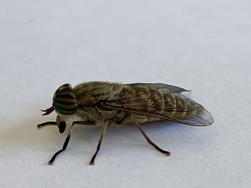 Tabanus quatuornotatus