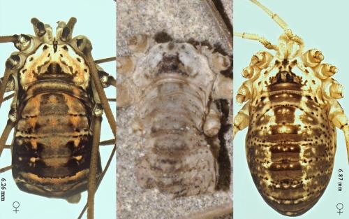 Leiobunum sp.