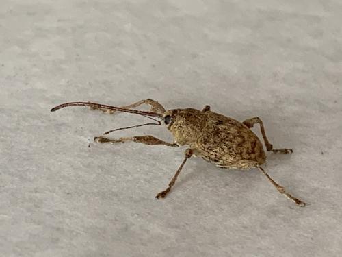 Curculio elephas