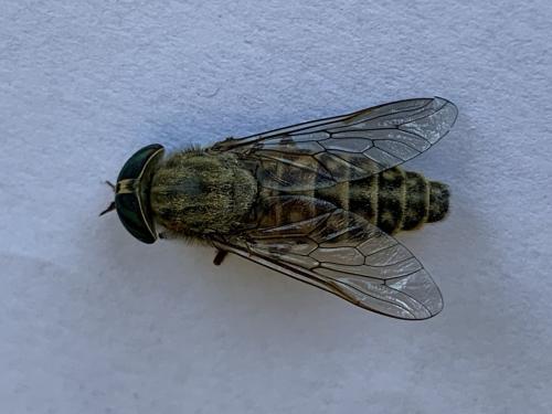 Tabanus quatuornotatus