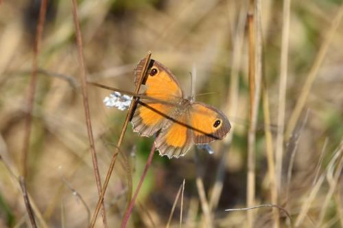 Pyronia cecilia
