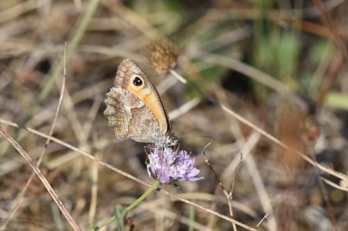 Pyronia cecilia