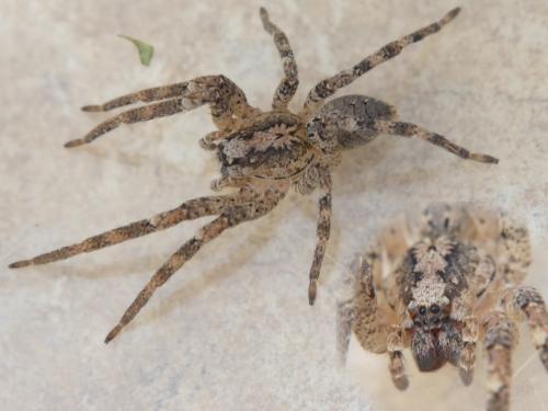 Réf. 307 203 : Zoropsis spinimana
