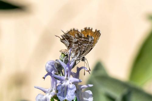 Cacyreus marshalli
