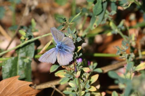 Réf. 307 369 : Polyommatus sp.