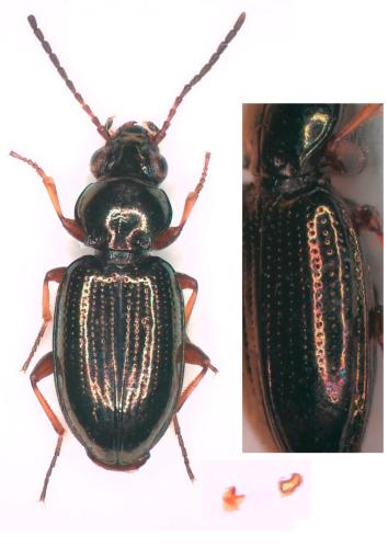Bembidion properans