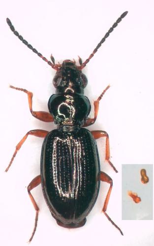 Réf. 307 384 : Bembidion lampros