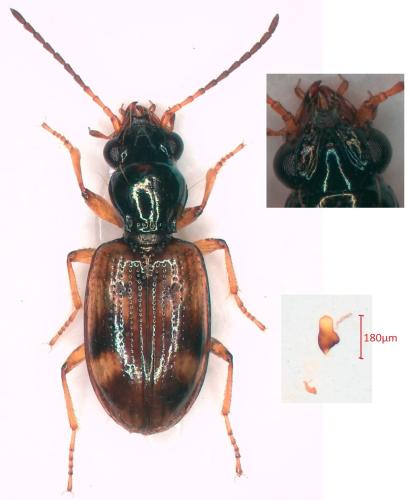 Bembidion articulatum