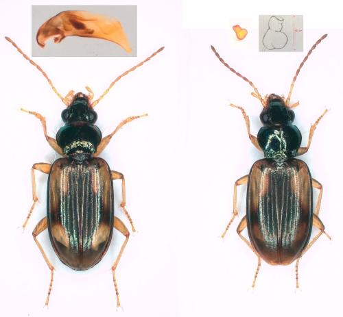Réf. 307 459 : Bembidion maritimum