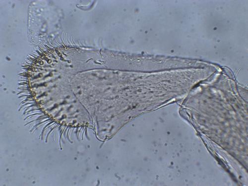 Baetis melanonyx