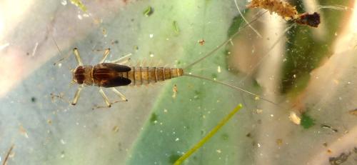 Baetis melanonyx