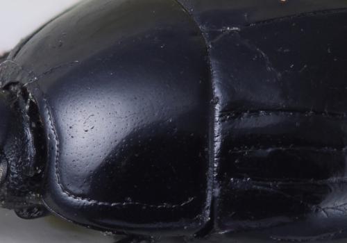 Réf. 307 798 : Margarinotus ventralis