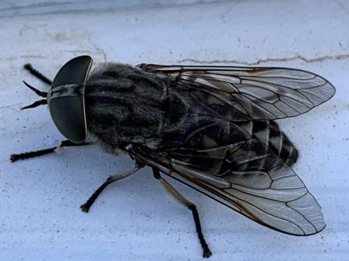 Réf. 307 074 : Tabanus autumnalis