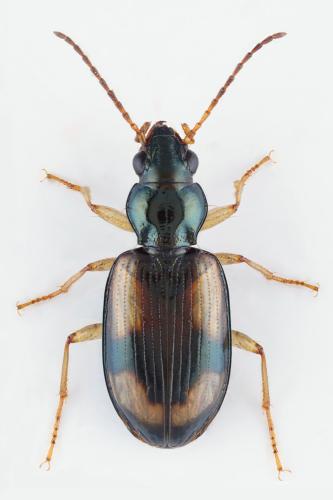 Bembidion subcostatum