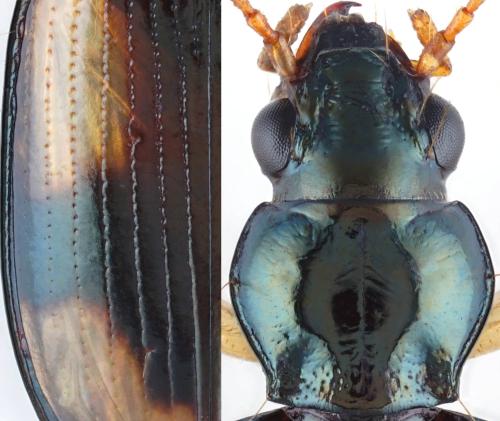Bembidion subcostatum creticum