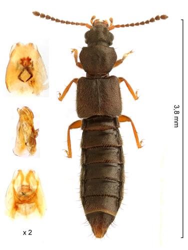 Carpelimus bilineatus