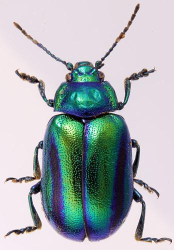 Oreina speciosissima
