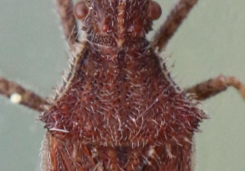 Coriomeris affinis