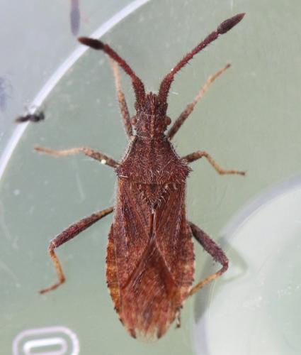 Coriomeris affinis