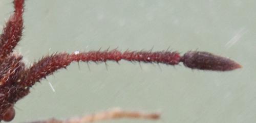 Coriomeris affinis