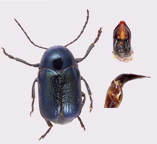 Cryptocephalus violaceus