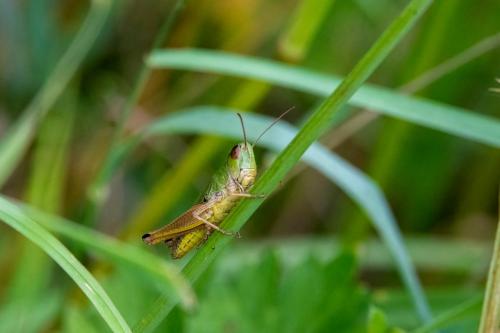 Réf. 307 260 : Pseudochorthippus parallelus