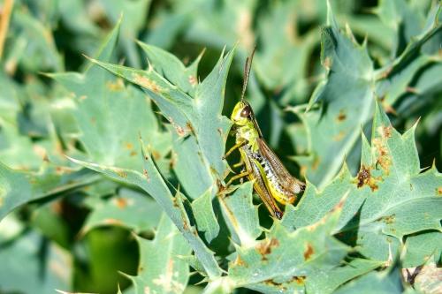 Réf. 307 261 : Pseudochorthippus parallelus